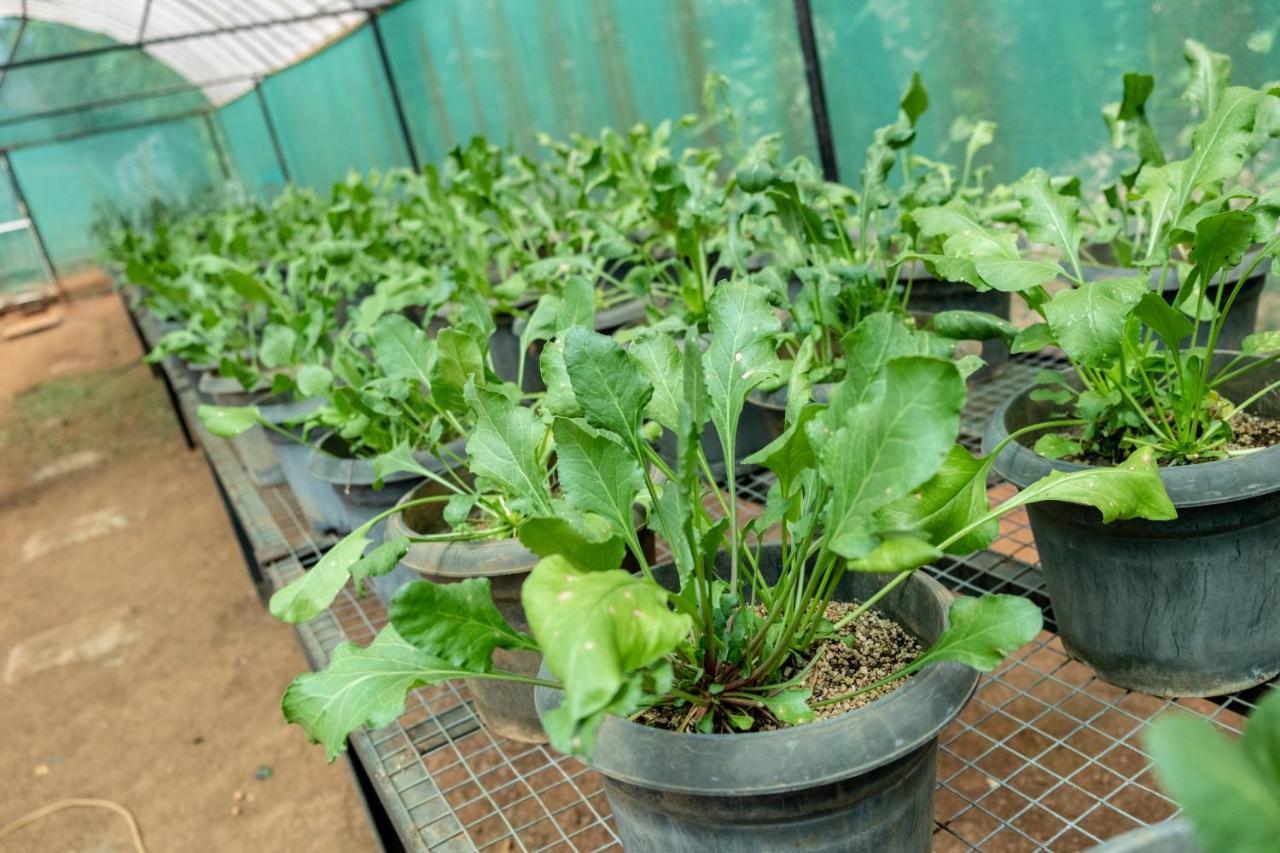 Mangaal Farmstay Goa Vichondrem Ngoại thất bức ảnh