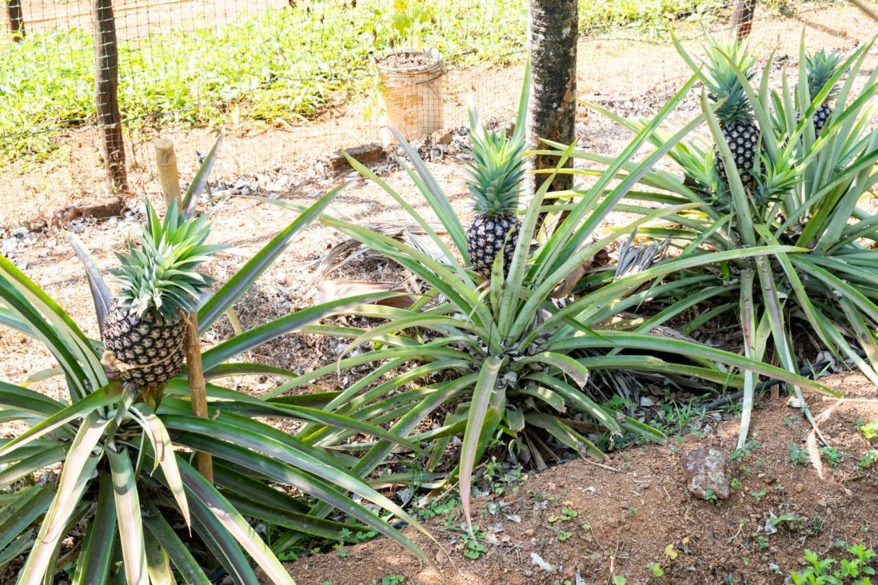 Mangaal Farmstay Goa Vichondrem Ngoại thất bức ảnh