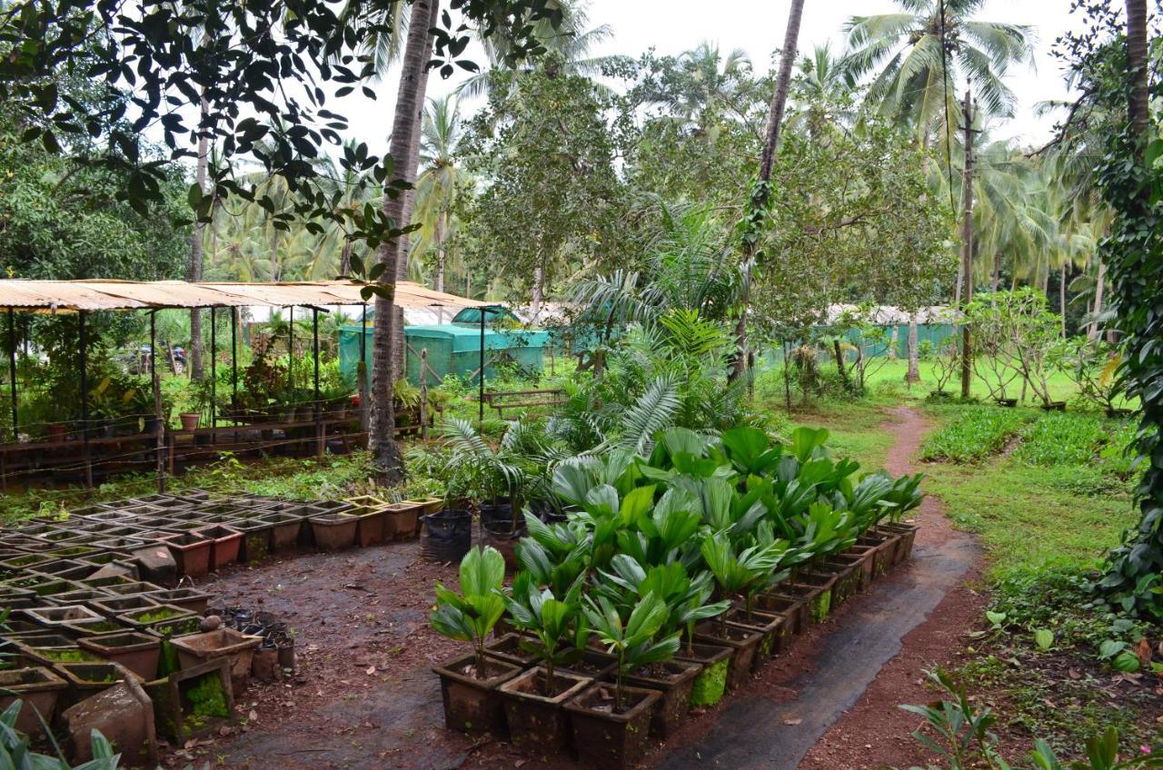 Mangaal Farmstay Goa Vichondrem Ngoại thất bức ảnh